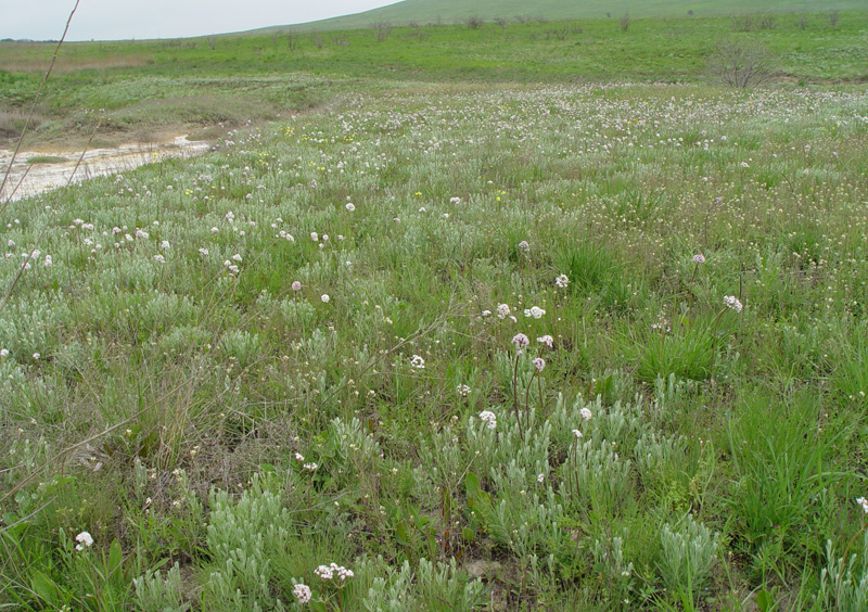 Изображение особи Valeriana tuberosa.