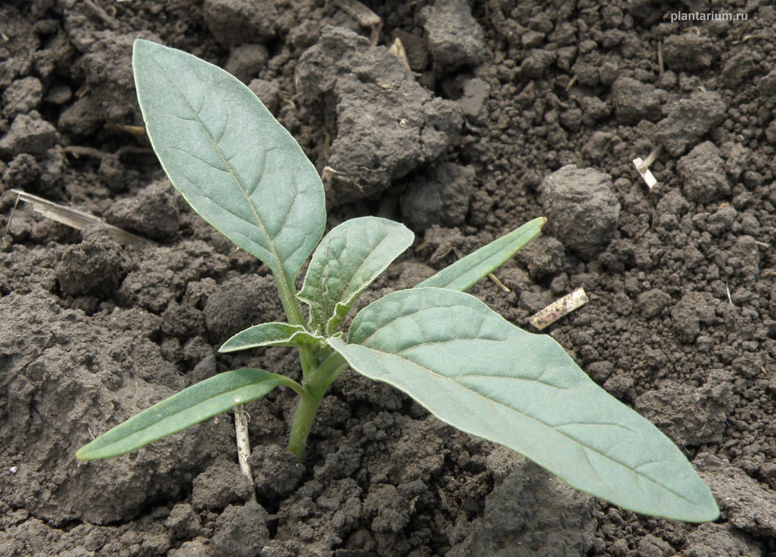 Image of Datura stramonium specimen.