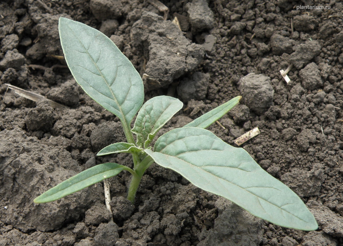 Изображение особи Datura stramonium.