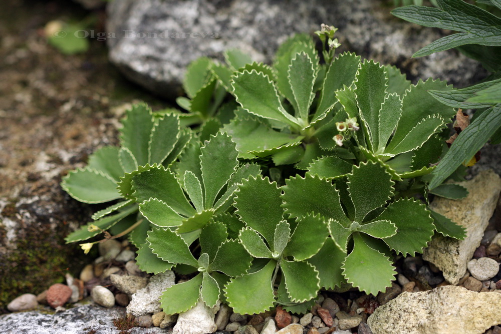 Image of Primula marginata specimen.