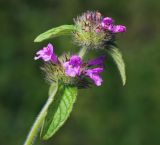 Clinopodium vulgare. Соцветия на верхушке растения. Московская обл., Раменский р-н, окр. ж.-д. платформы Хрипань, просека под ЛЭП. 19.06.2015.