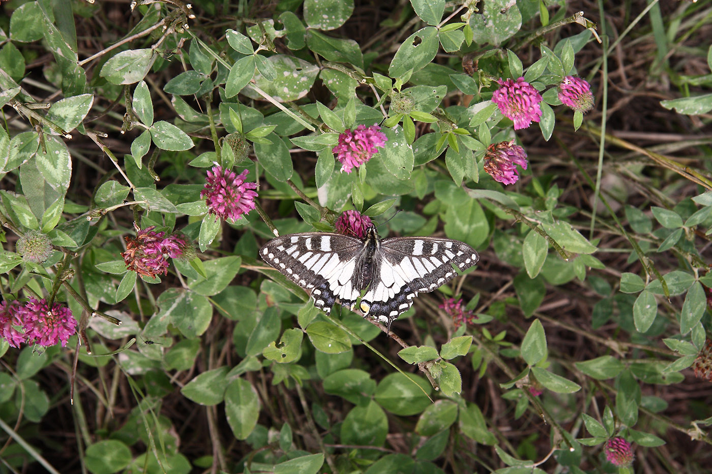 Изображение особи Trifolium pratense.