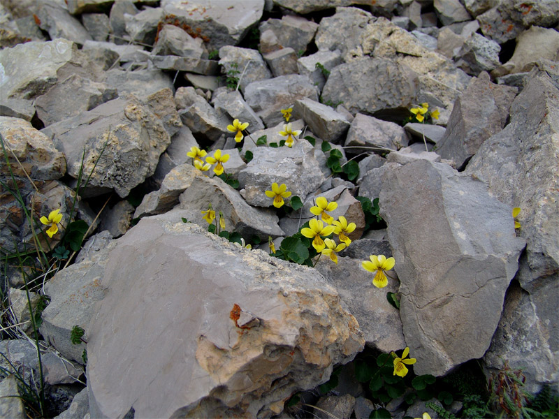 Image of Viola caucasica specimen.