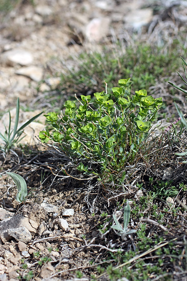 Изображение особи Euphorbia humilis.