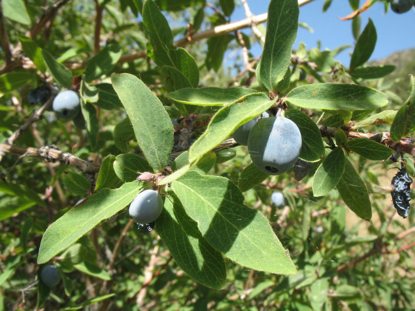 Изображение особи Lonicera stenantha.