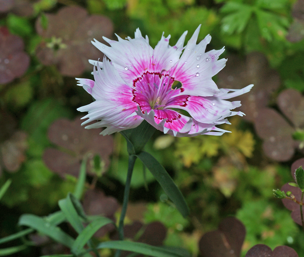 Изображение особи Dianthus repens.