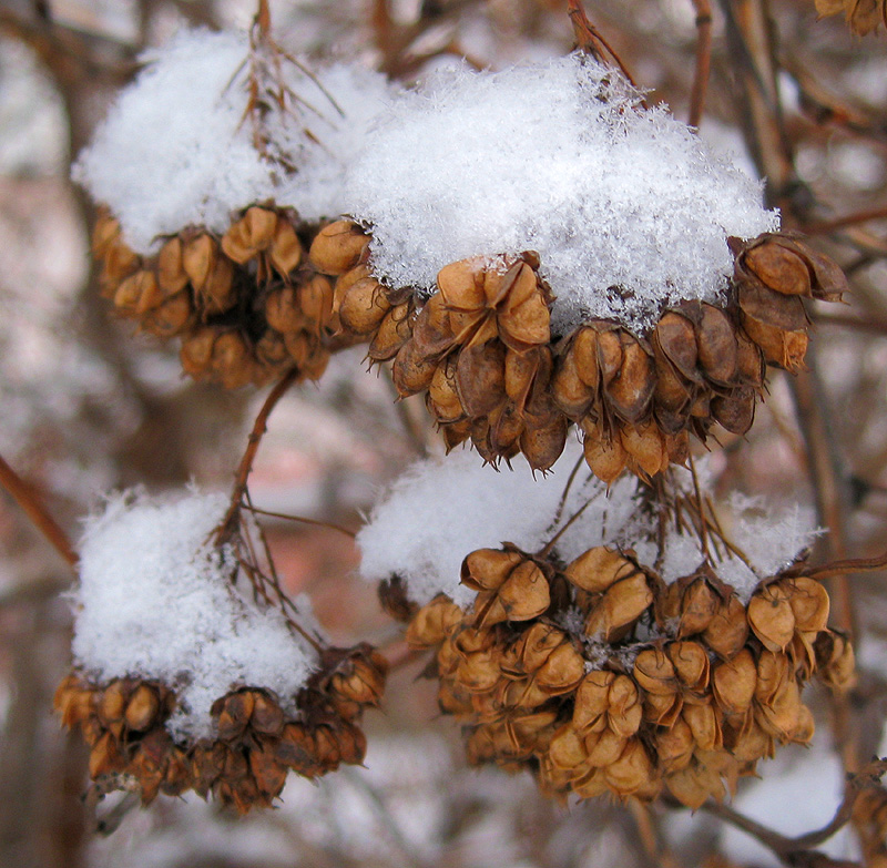 Image of Physocarpus opulifolius specimen.