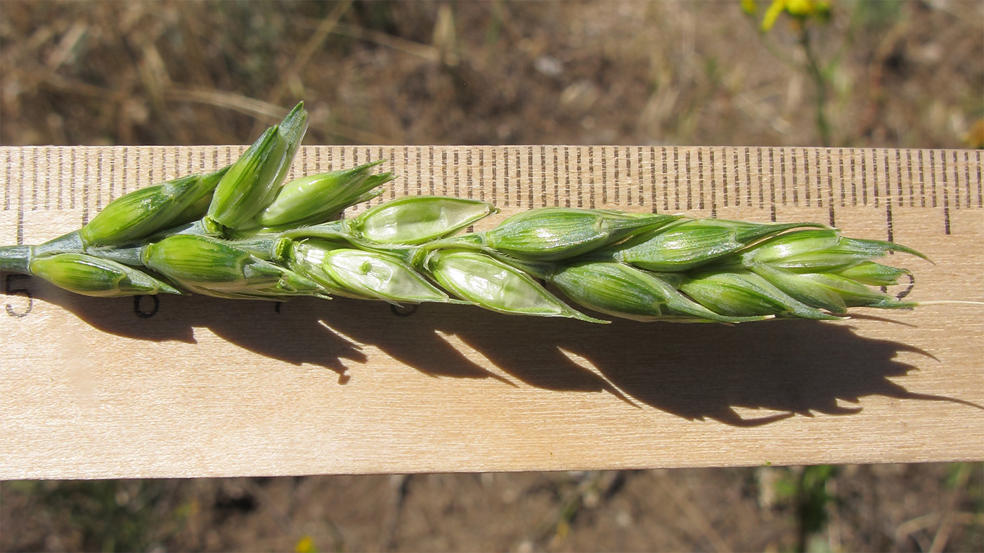 Изображение особи Triticum aestivum.