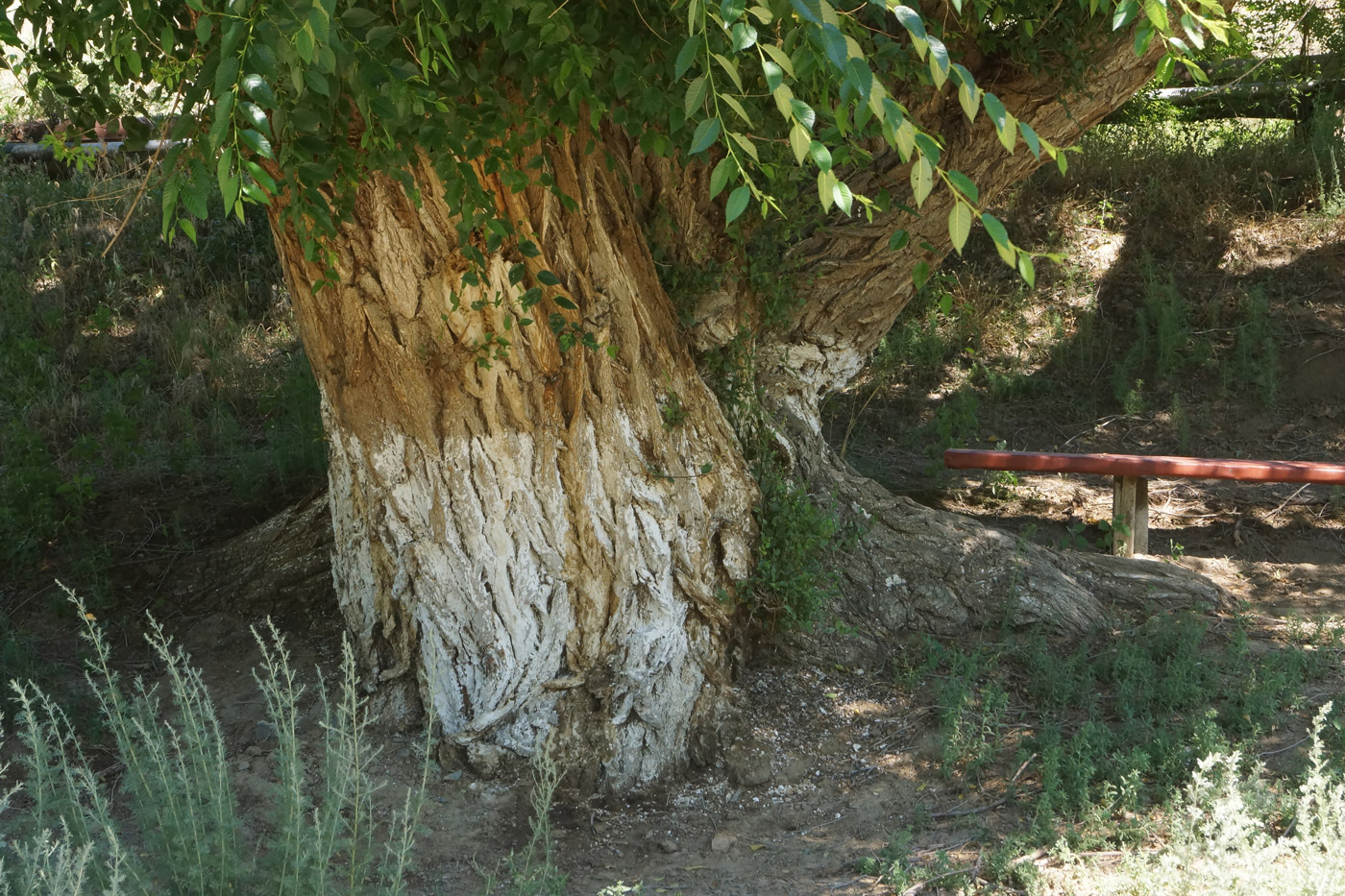 Изображение особи Ulmus pumila.