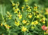 Euphorbia cyparissias. Невызревшие плоды в окружении присоцветных листьев. Коми, г. Сыктывкар, городской парк, в культуре. 04.07.2014.