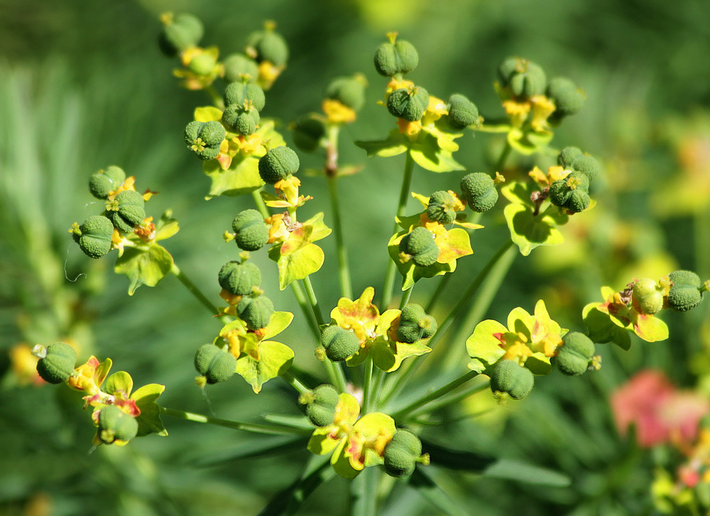 Изображение особи Euphorbia cyparissias.