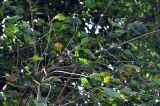 Ficus rumphii. Верхушки ветвей. Андаманские острова, остров Хейвлок. 30.12.2014.