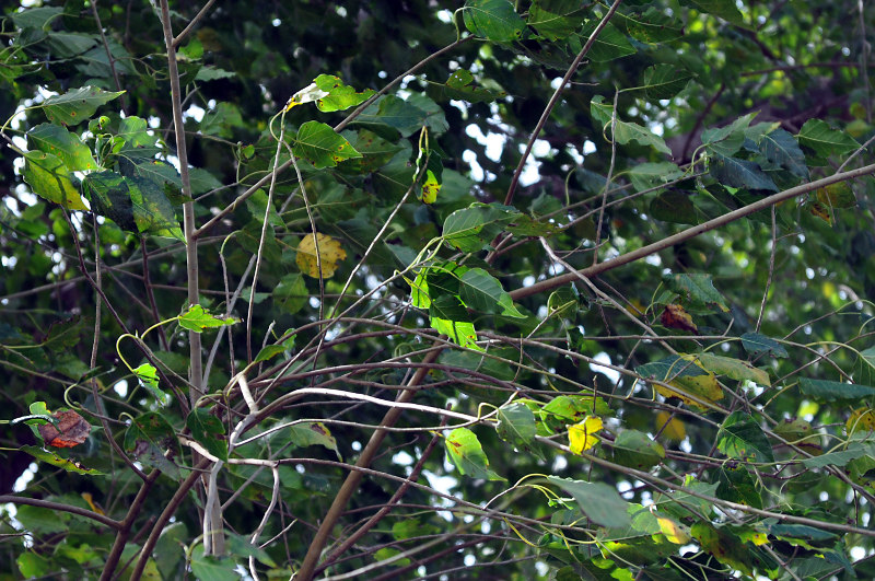 Изображение особи Ficus rumphii.