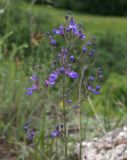 Teucrium orientale