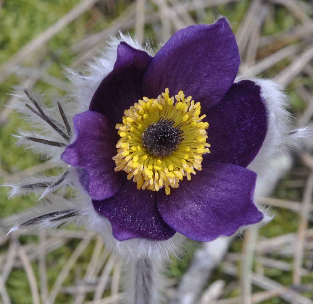 Image of Pulsatilla halleri ssp. rhodopaea specimen.