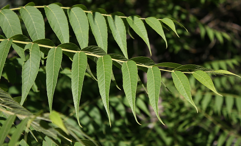 Image of Juglans nigra specimen.