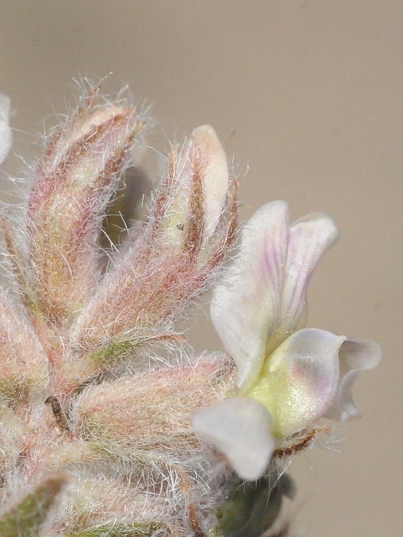 Image of Oxytropis brachycarpa specimen.