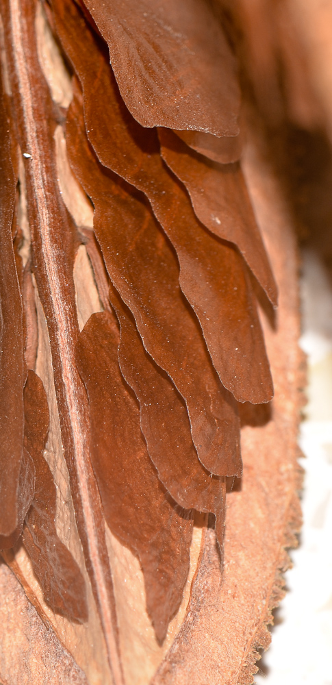 Image of Pterospermum acerifolium specimen.