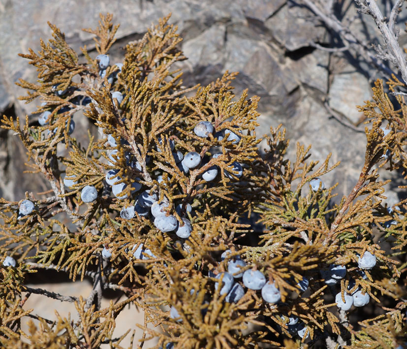 Image of Juniperus sabina specimen.