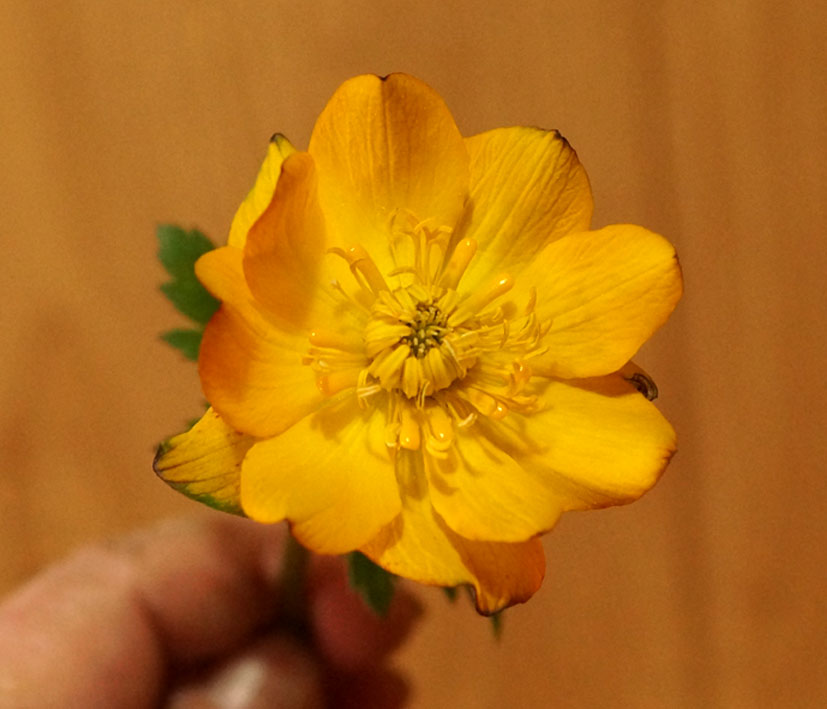 Изображение особи Trollius dschungaricus.