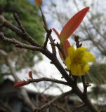 Ochna serrulata. Ветвь с цветком и молодыми побегами. Австралия, г. Брисбен, сорное. 16.08.2015.