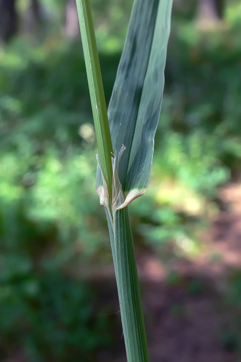 Изображение особи Dactylis glomerata.