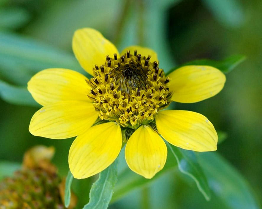 Изображение особи Bidens cernua var. radiata.