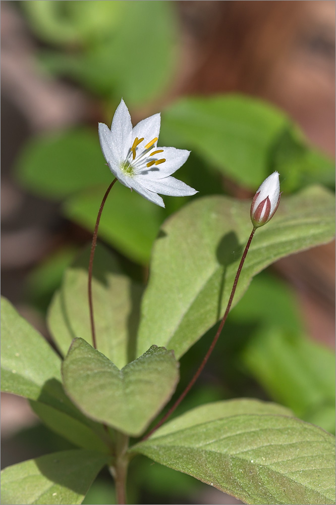Image of Trientalis europaea specimen.