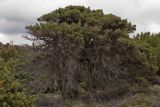 Juniperus подвид macrocarpa