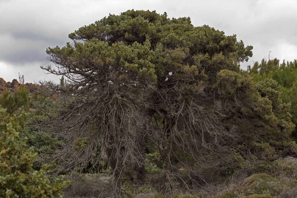 Image of Juniperus oxycedrus ssp. macrocarpa specimen.