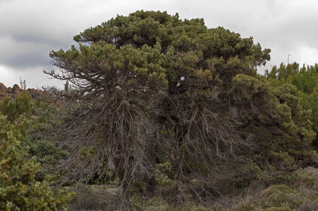 Изображение особи Juniperus oxycedrus ssp. macrocarpa.