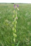 Polygala comosa. Соцветие с завязавшимися плодами. Белгородская обл., Губкинский р-н, запов. «Белогорье», Ямская степь. 15 июня 2009 г.