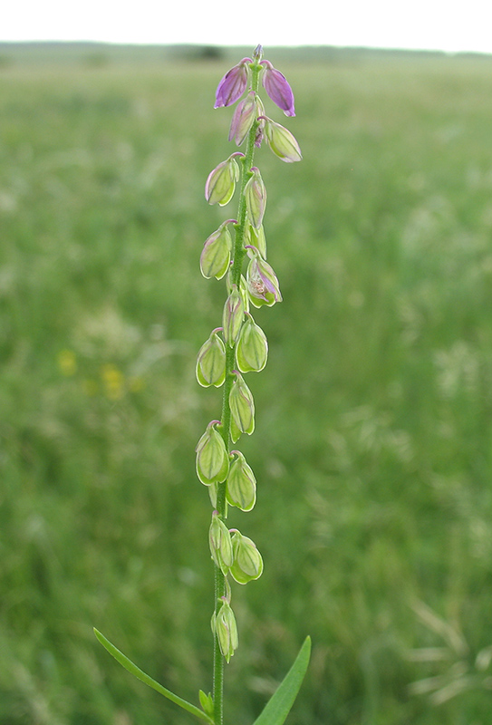 Image of Polygala comosa specimen.