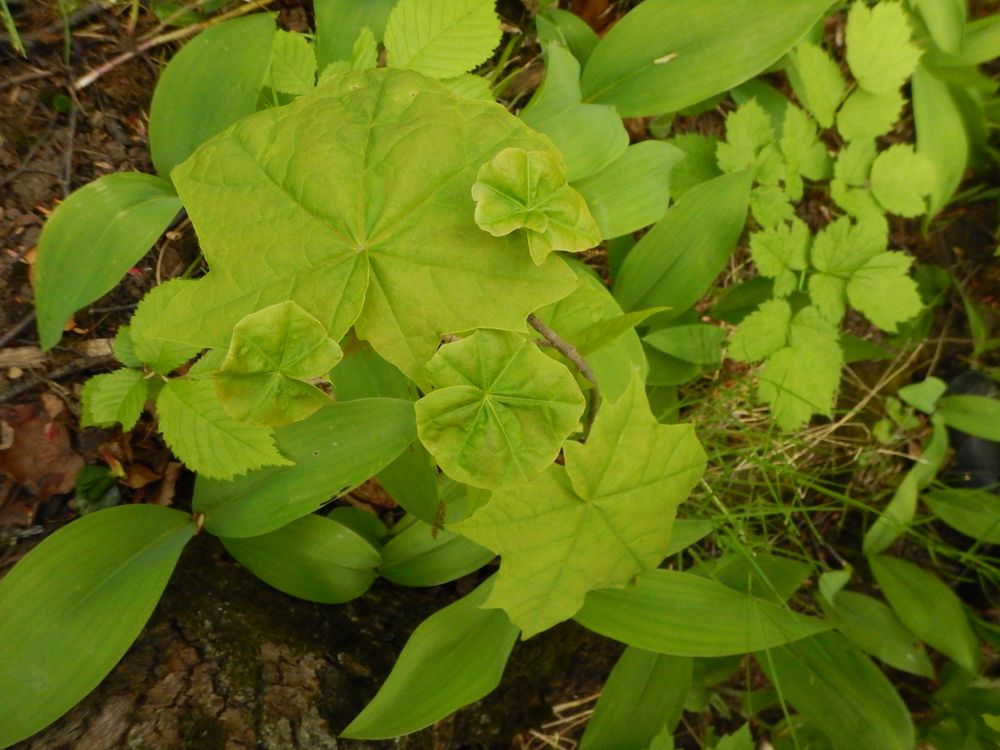 Image of Acer platanoides specimen.