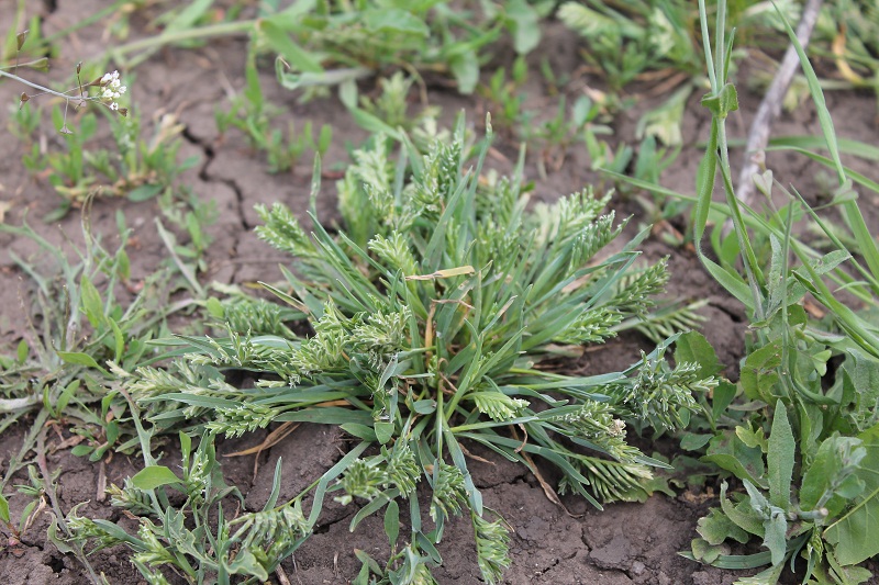 Image of Sclerochloa dura specimen.