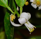 Citrus reticulata