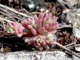 Sedum hispanicum