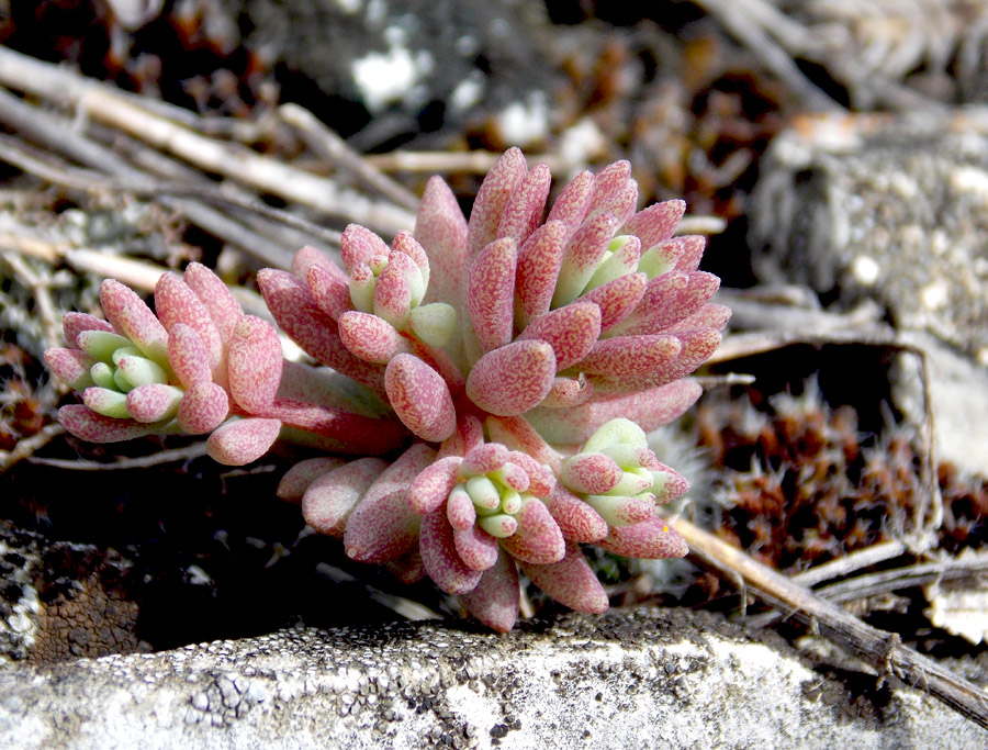 Изображение особи Sedum hispanicum.