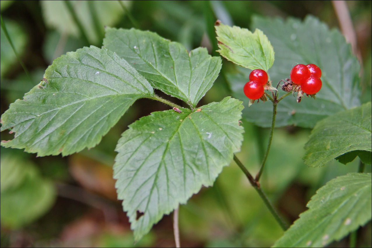 Image of Rubus saxatilis specimen.