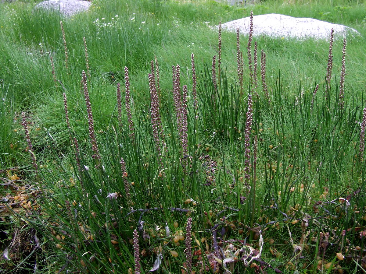 Image of Triglochin maritima specimen.