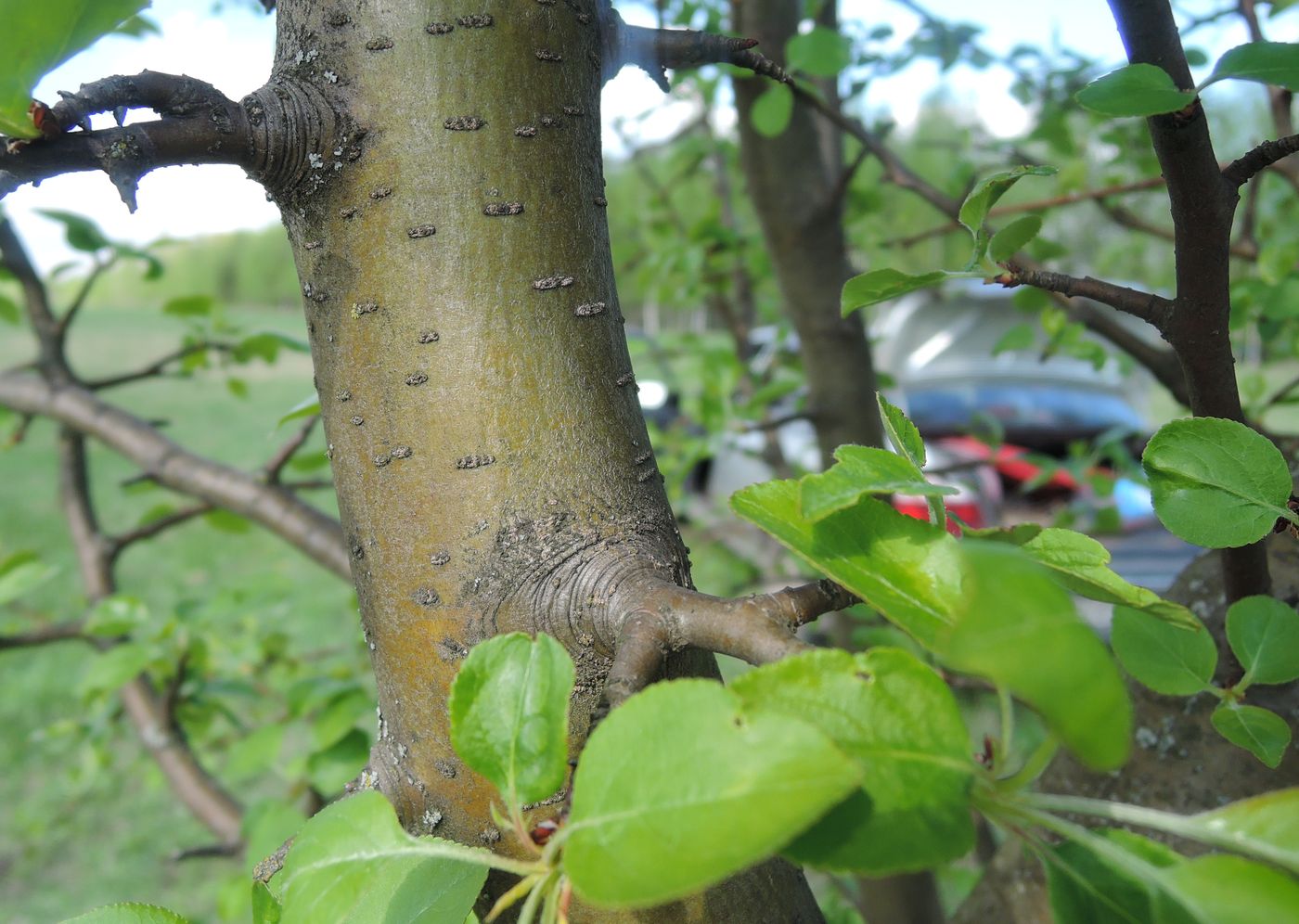 Изображение особи Malus domestica.