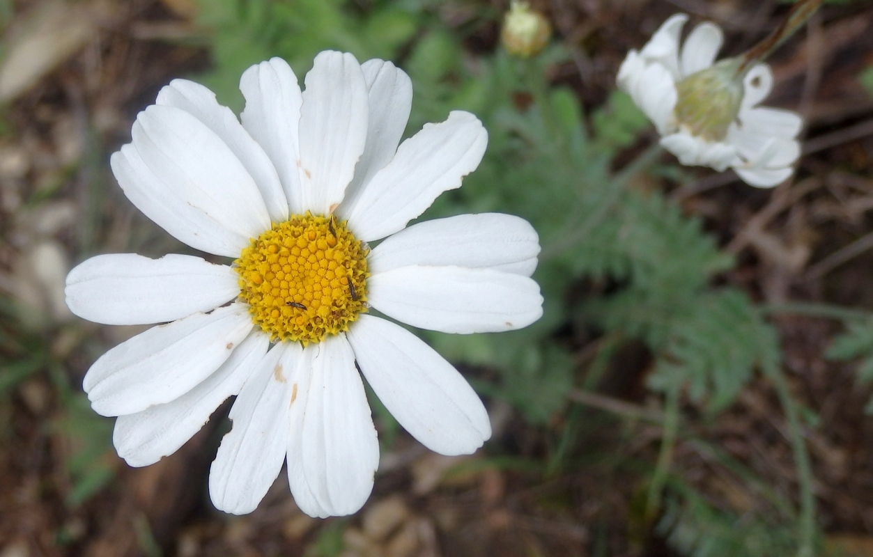 Image of Pyrethrum poteriifolium specimen.