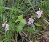 Veronica vindobonensis