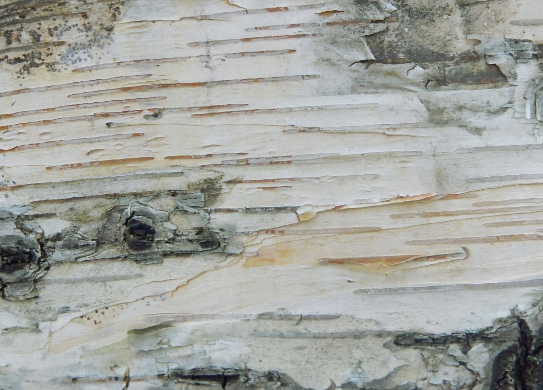 Image of Betula papyrifera specimen.