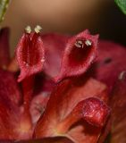 Holmskioldia sanguinea