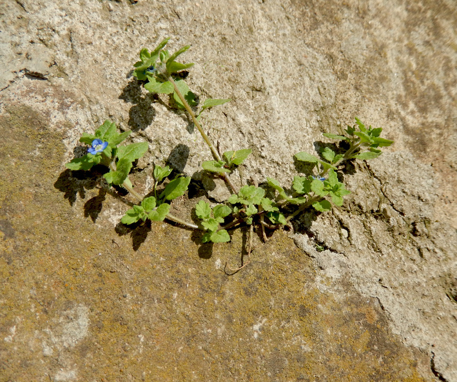 Image of Veronica polita specimen.
