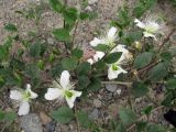 Capparis herbacea