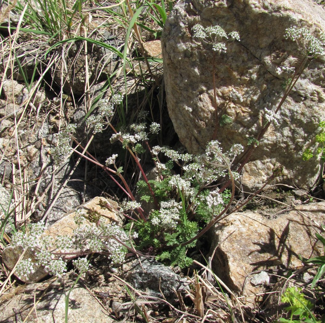 Image of Chaerophyllum humile specimen.