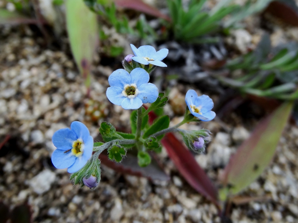 Изображение особи Eritrichium sichotense.