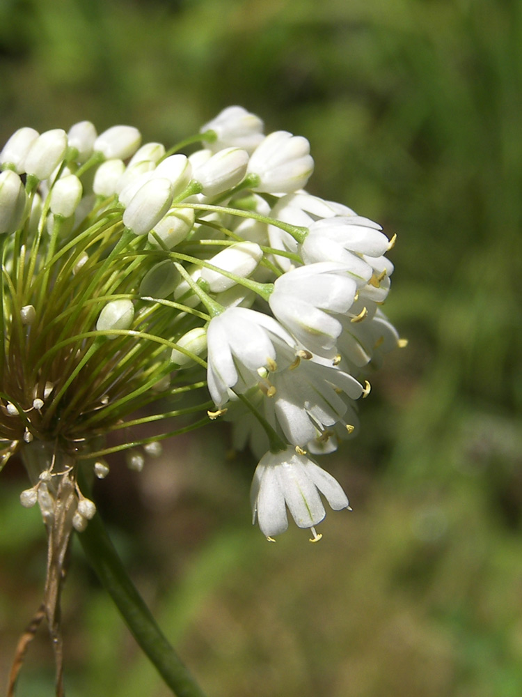 Image of Allium myrianthum specimen.
